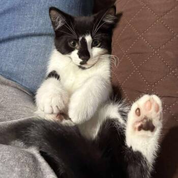 Rescue Tuxedo Cats for Adoption in Norwich, Connecticut - Cayenne | PetCurious