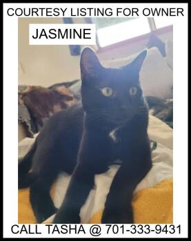 Domestic Short Hair Cats Available for Adoption in Valley City, North Dakota - Jasmine - COURTESY LISTING | PetCurious