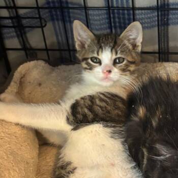 Skittles -  Domestic Short Hair Cat for Adoption in Columbia, Missouri - Skittles | PetCurious