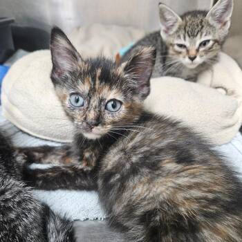 La -  Domestic Short Hair Cat for Adoption in Ridgely, Maryland - La | PetCurious
