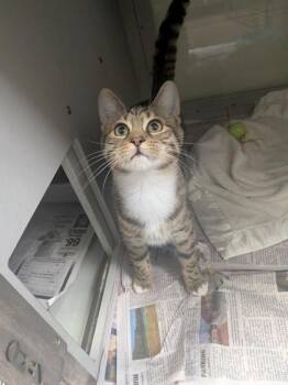 Gloria -  Domestic Short Hair Cat for Adoption in Louisburg, North Carolina - Gloria | PetCurious
