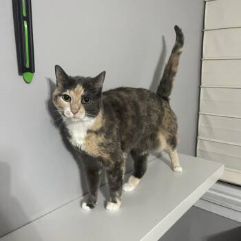 Domestic Short Hair Cats Available for Adoption - Calliope | PetCurious