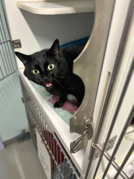 Sabrina -  Domestic Short Hair Cat for Adoption in Muskegon, Michigan - Sabrina | PetCurious