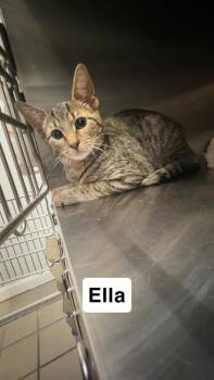 Ella -  Domestic Short Hair Cat for Adoption in North Brunswick Township, New Jersey - Ella | PetCurious