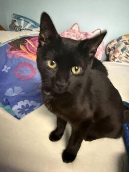 Kevin -  Domestic Short Hair Cat for Adoption in Milltown, New Jersey - Kevin | PetCurious