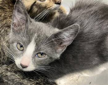Domestic Short Hair Cats Available for Adoption - CROISSANT | PetCurious