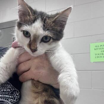 Fritz -  Domestic Medium Hair Cat for Adoption in Lufkin, Texas - Fritz | PetCurious