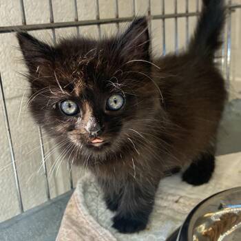 Nyx and Jynx -  Domestic Short Hair and Domestic Long Hair Cat for Adoption in King George, Virginia - Nyx And Jynx | PetCurious