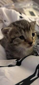 Domestic Short Hair Cats Available for Adoption in Fruit Heights, Utah - Shark | PetCurious