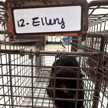 Ellery 12 -  Domestic Short Hair Cat for Adoption in Philadelphia, Pennsylvania - Ellery 12 | PetCurious