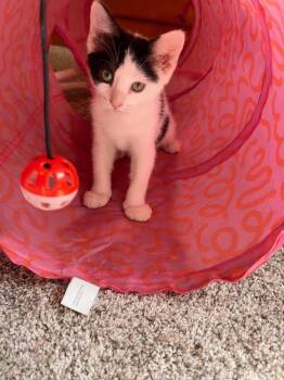Willys -  Domestic Short Hair Cat for Adoption in Mcpherson, Kansas - Willys | PetCurious