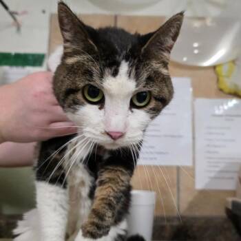 Domestic Short Hair Cats Available for Adoption in Eureka Springs, Arkansas - Queen Mini | PetCurious