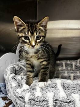 Domestic Short Hair Cats Available for Adoption - Jacob | PetCurious