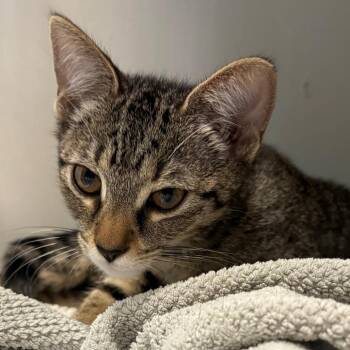 WD-40 -  Domestic Short Hair Cat for Adoption in East Hanover, New Jersey - WD-40 | PetCurious