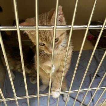 Fable -  Tabby and Tiger Cat for Adoption in Clarksville, Virginia - Fable | PetCurious