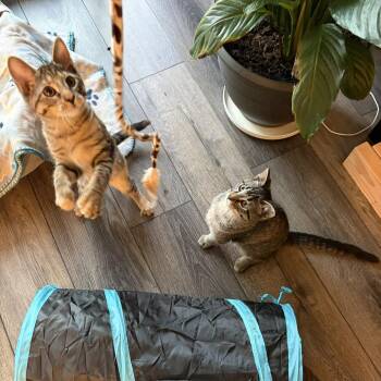 Nala -  Domestic Short Hair Cat for Adoption in Wheeling, Illinois - Nala | PetCurious
