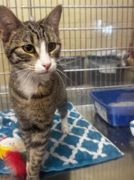 Domestic Short Hair Cats Available for Adoption - Peter | PetCurious