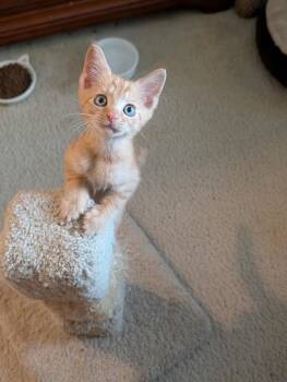 Calabrese (Petsmart) -  Domestic Short Hair Cat for Adoption in Ocala, Florida - Calabrese (Petsmart) | PetCurious