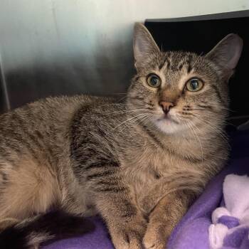 Rox -  Domestic Short Hair Cat for Adoption in Chicago, Illinois - Rox | PetCurious
