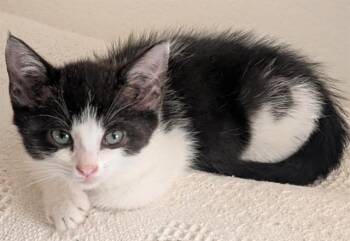 SKOOT -  Domestic Short Hair Cat for Adoption in Colorado Springs, Colorado - SKOOT | PetCurious