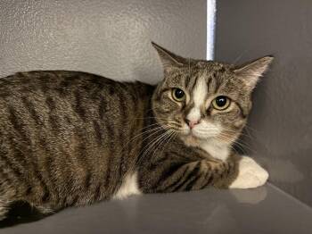 Altana -  Tabby and Domestic Short Hair Cat for Adoption in Phoenix, Arizona - Altana | PetCurious