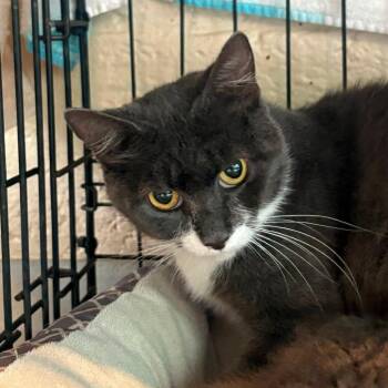 Pop -  Domestic Short Hair Cat for Adoption in Huntington, West Virginia - Pop | PetCurious