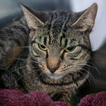 Dora -  Domestic Short Hair Cat for Adoption in Lakeland, Florida - Dora | PetCurious