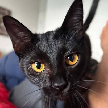 Layla -  Domestic Short Hair Cat for Adoption in Grantsville, Utah - Layla | PetCurious