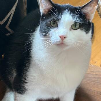 Rocket -  American Shorthair Cat for Adoption in Lynchburg, Virginia - Rocket | PetCurious