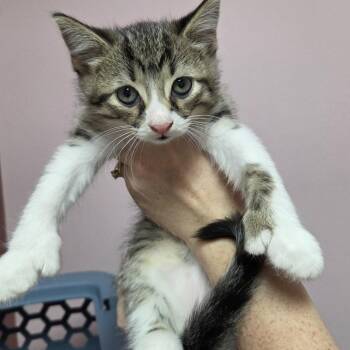 Leo -  Domestic Short Hair Cat for Adoption in Branson, Missouri - Leo | PetCurious