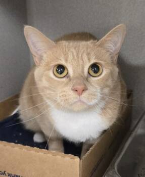Rescue Domestic Short Hair Cats for Adoption in East Brookfield, Massachusetts - Mila | PetCurious