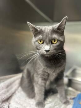 Smokey -  Domestic Short Hair Cat for Adoption in Myerstown, Pennsylvania - Smokey | PetCurious