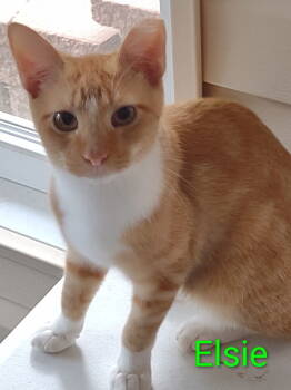 Rescue Domestic Short Hair Cats for Adoption in St. Peters, Missouri - Elsie | PetCurious