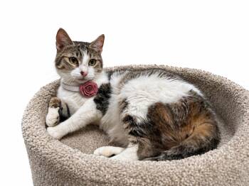 Calico and Turkish Van Cats Available for Adoption in Oakwood, Georgia - Rosemary  | PetCurious