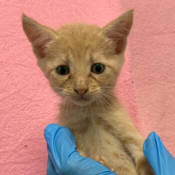 Muffin -  Domestic Short Hair Cat for Adoption in San Antonio, Texas - Muffin | PetCurious