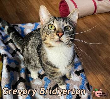 Gregory Bridgerton -  Domestic Short Hair Cat for Adoption in Douglasville, Georgia - Gregory Bridgerton | PetCurious