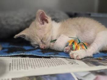 Dobby -  Domestic Short Hair Cat for Adoption in Woodbury, Minnesota - Dobby | PetCurious