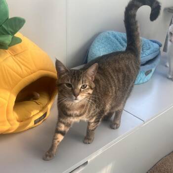 Fern -  Domestic Short Hair Cat for Adoption in Georgetown, Kentucky - Fern | PetCurious