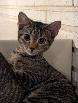 Veronica -  Domestic Short Hair Cat for Adoption in Pompano Beach, Florida - Veronica | PetCurious