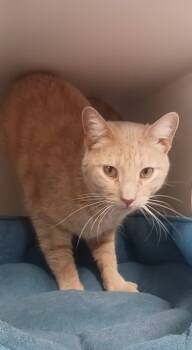 Rescue Domestic Short Hair Cats for Adoption in Prairie Du Chien, Wisconsin - Dash | PetCurious