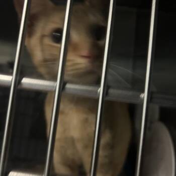 FELIX -  Domestic Short Hair Cat for Adoption in Greensboro, North Carolina - FELIX | PetCurious
