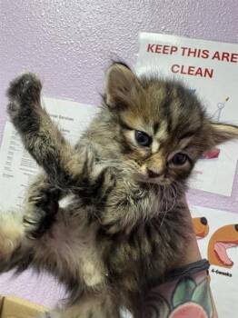 61184910 -  Domestic Medium Hair Cat for Adoption in El Paso, Texas - 61184910 | PetCurious