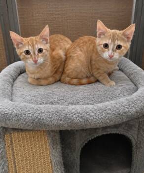 Cheeto & Nacho BONDED -  Domestic Short Hair Cat for Adoption in Boca Raton, Florida - Cheeto & Nacho BONDED | PetCurious