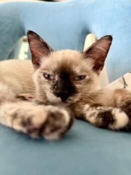 Rescue Siamese Cats for Adoption in Parlier, California - Diamond | PetCurious