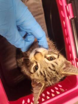 DRAGONFLY -  Domestic Short Hair Cat for Adoption in Kent, Washington - DRAGONFLY | PetCurious