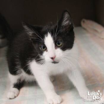 Domestic Short Hair Cats Available for Adoption in Washington, District Of Columbia - Blathers | PetCurious