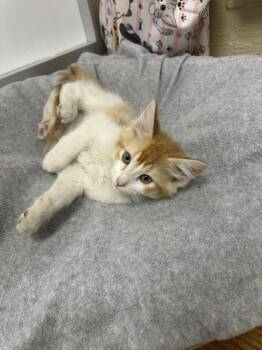 Poppy -  Tabby Cat for Adoption in Parlier, California - Poppy | PetCurious