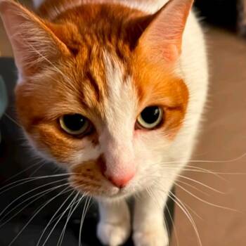 Domestic Short Hair Cats Available for Adoption in Reno, Nevada - Maxxie | PetCurious