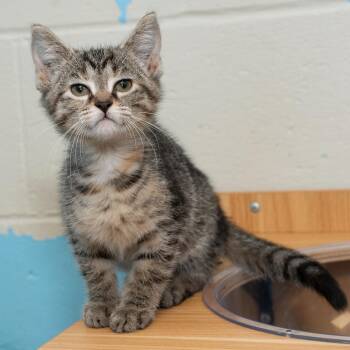 Laffy Taffy -  Domestic Short Hair Cat for Adoption in Troy, Ohio - Laffy Taffy | PetCurious
