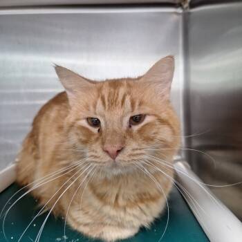 Rescue Domestic Long Hair Cats for Adoption in Attica, New York - Basil | PetCurious